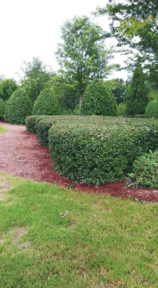 picture of perfectly trimmed hedges and bushes and fresh wood chips  